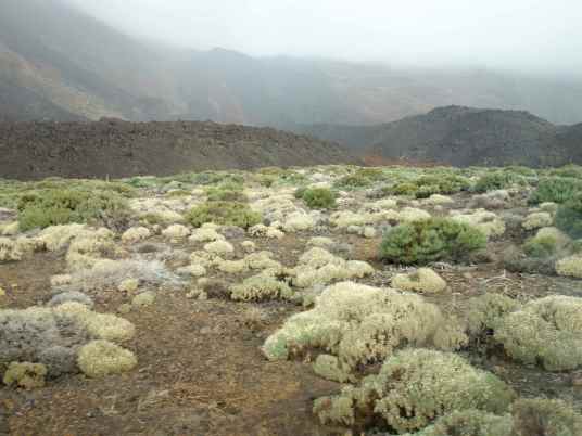 The dried white-green plants contrasted nicely with the black volcanic hills.