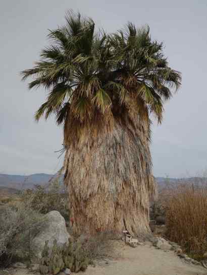 California fan palms are the only California native palm. Those skirts provide protection for a number of birds, as well as for the palm.