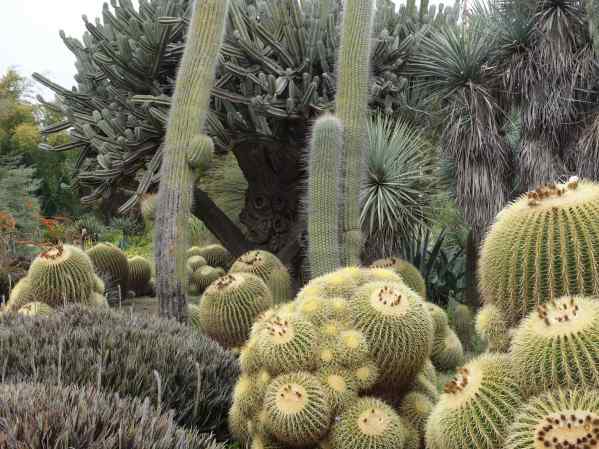 The desert garden is lush – showing just how well cactus can do with a bit more water than they get in their native environment.