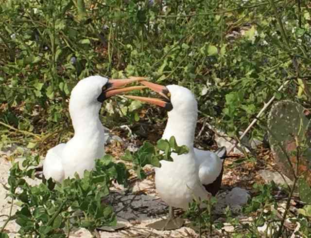 Courtship for a pair of Nazca boobies
