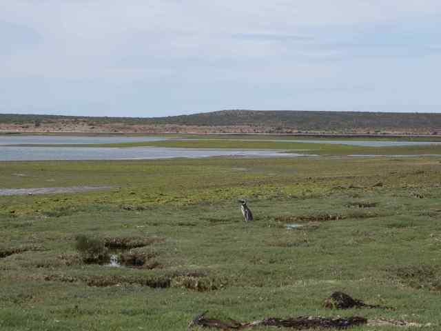 When we emerged from the brushy area, we saw a lone penguin working its way down to the sea.
