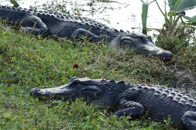 Everglades National Park in Florida, established in 1947, is well-known for its alligators.