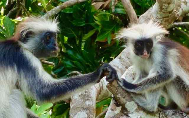 Jozani National Park was established in 2004 to protect "the largest remaining stand of near-natural forest on Zanzibar" and the endemic Zanzibar red colobus monkey.   